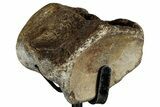 Fossil Mosasaur Vertebra w/ Metal Stand - Texas #316051-2